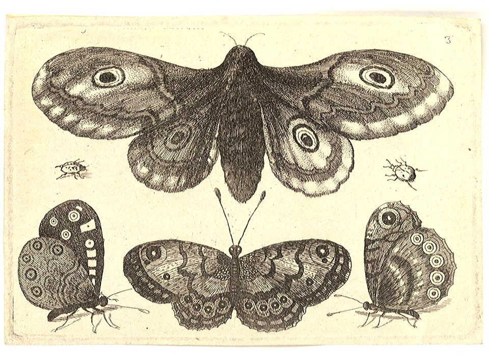 Wenceslas Hollar - A moth, three butterflies, and two beetles (State 3)