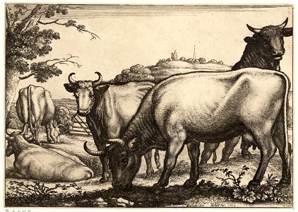 Wenceslas Hollar - Bulls and cows. Free illustration for personal and commercial use.