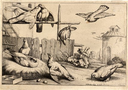 Wenceslas Hollar - Eight doves (State 1)