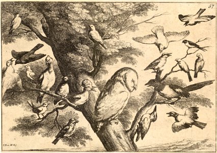 Wenceslas Hollar - Birds mobbing an owl (State 2). Free illustration for personal and commercial use.
