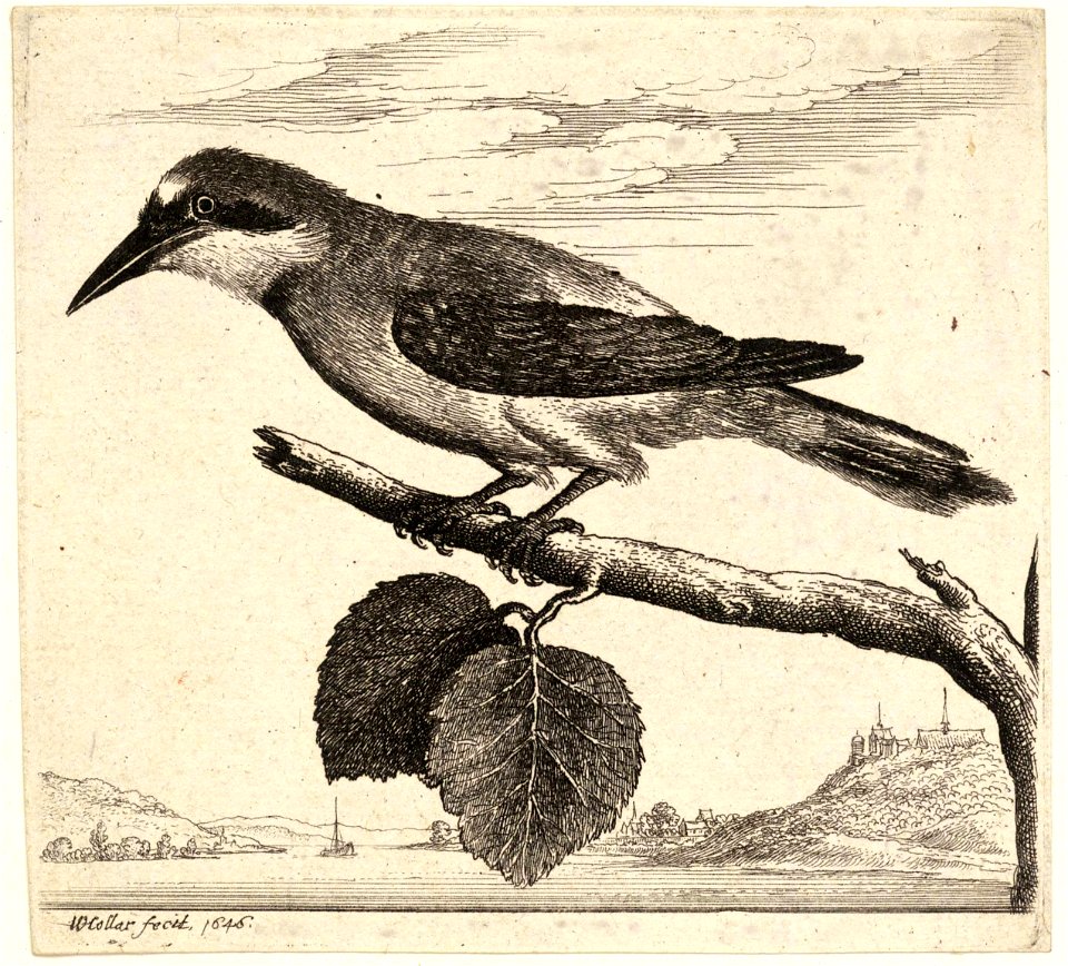 Wenceslas Hollar - A jay