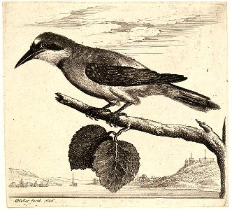 Wenceslas Hollar - A jay. Free illustration for personal and commercial use.