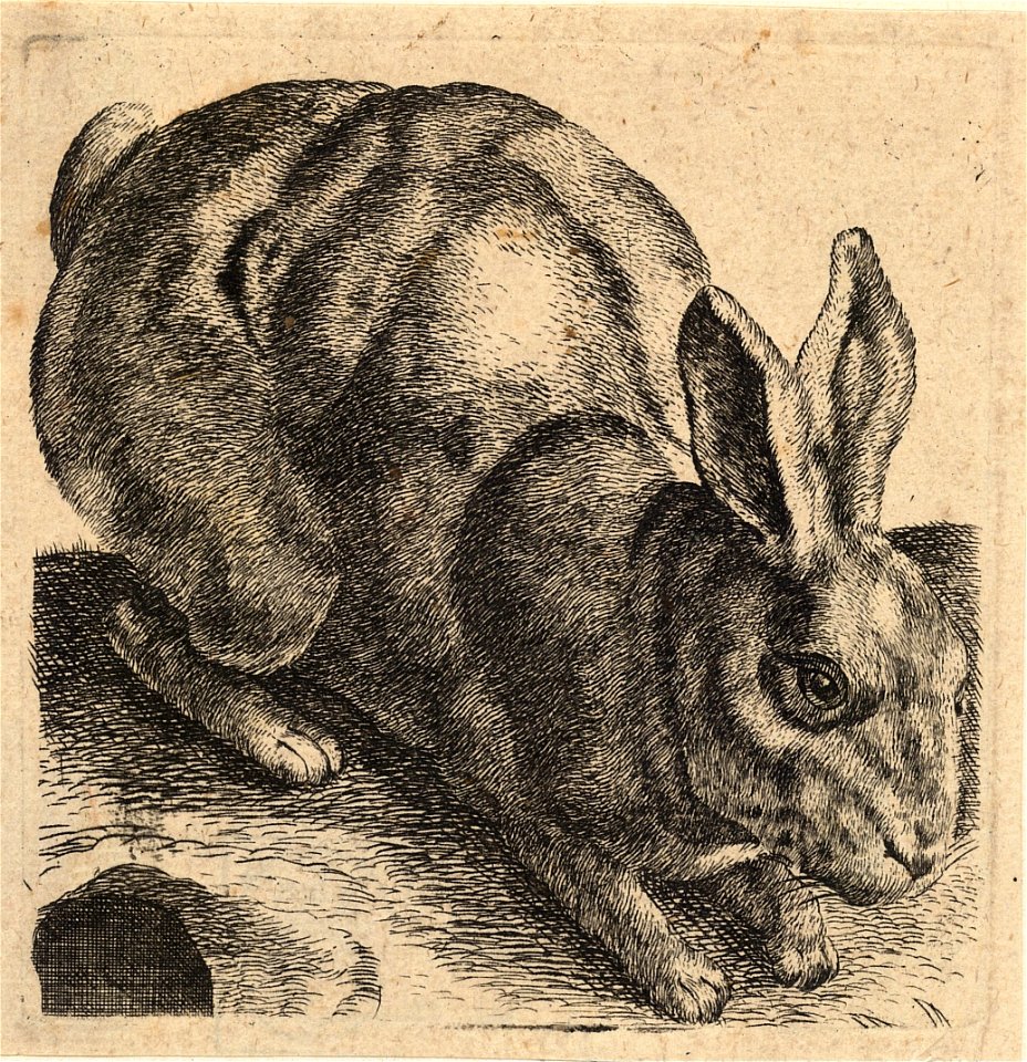 Wenceslas Hollar - Crouching hare