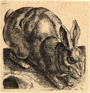 Wenceslas Hollar - Crouching hare. Free illustration for personal and commercial use.