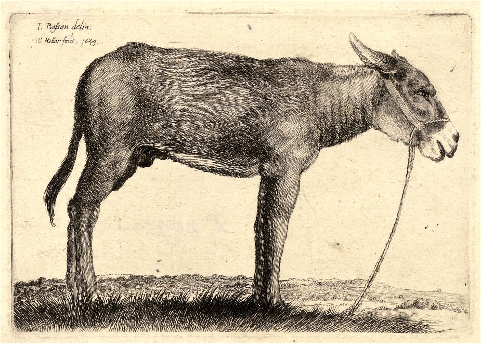 Wenceslas Hollar - Donkey, after Bassano