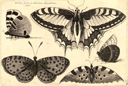 Wenceslas Hollar - Five butterflies (State 1)