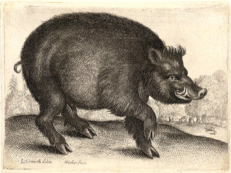 Wenceslas Hollar - Boar, after Cranach