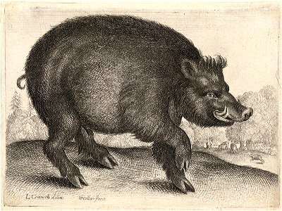 Wenceslas Hollar - Boar, after Cranach. Free illustration for personal and commercial use.