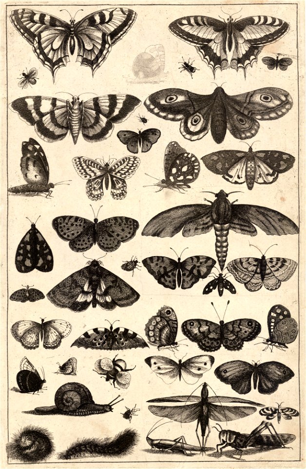 Wenceslas Hollar - Forty-one insects