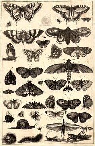 Wenceslas Hollar - Forty-one insects