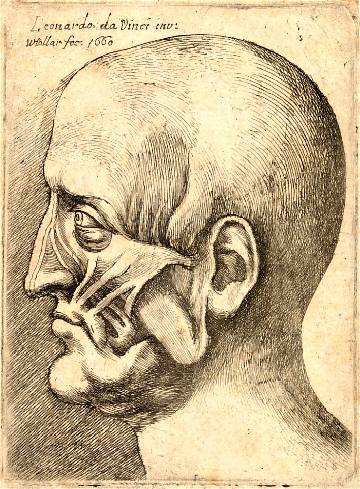 Wenceslas Hollar - Clean shaven head with skin cut away