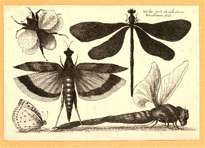 Wenceslas Hollar - Dragonflies and a bumble bee (State 1)