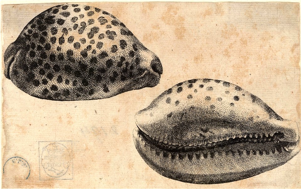 Wenceslas Hollar - Cypraea tigris