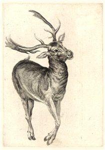 Wenceslas Hollar - A dead fallow buck (State 1)