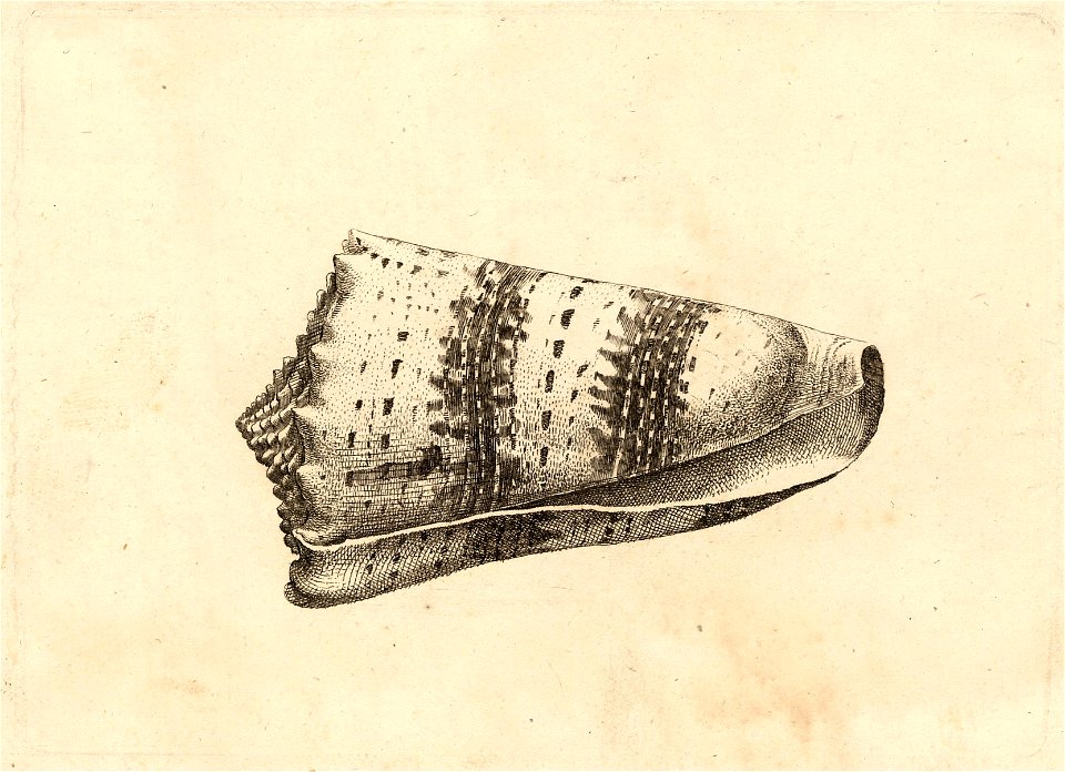 Wenceslas Hollar - Conus imperialis