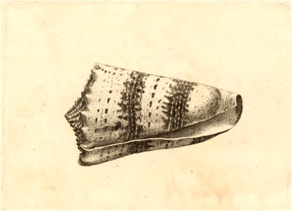 Wenceslas Hollar - Conus imperialis