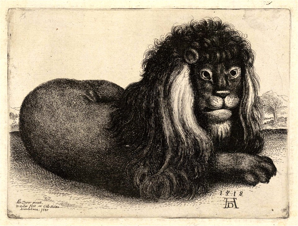 Wenceslas Hollar - A recumbent lion, after Dürer