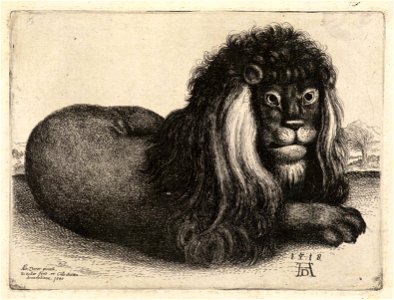Wenceslas Hollar - A recumbent lion, after Dürer