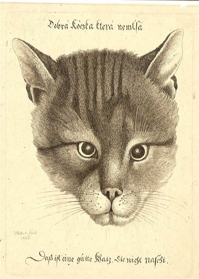 Wenceslas Hollar - Head of a cat (middle size)