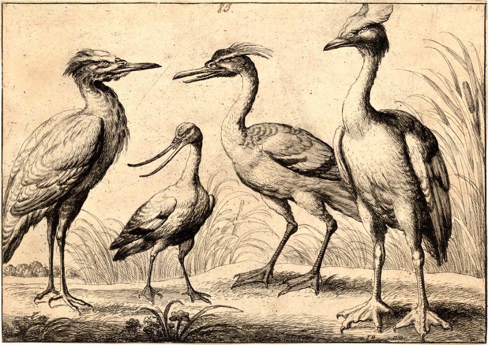 Wenceslas Hollar - Four wading birds (State 1)