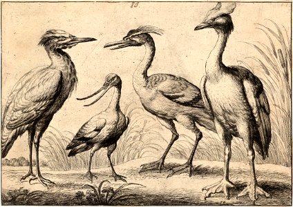 Wenceslas Hollar - Four wading birds (State 1). Free illustration for personal and commercial use.