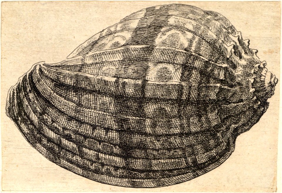 Wenceslas Hollar - Harpa major Roding