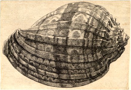 Wenceslas Hollar - Harpa major Roding