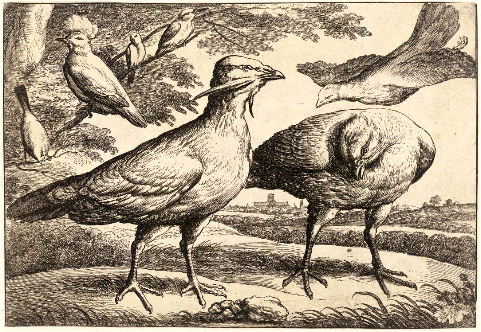 Wenceslas Hollar - Bustards