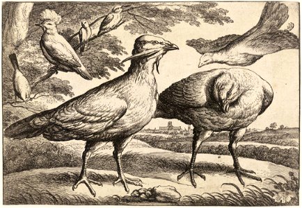 Wenceslas Hollar - Bustards. Free illustration for personal and commercial use.