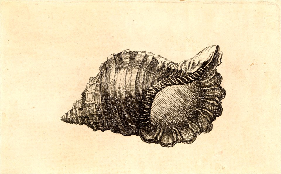 Wenceslas Hollar - Cymatium parthenopeum von Salis