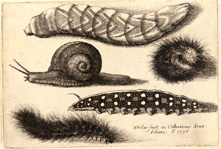 Wenceslas Hollar - Four caterpillars and a snail (State 1)