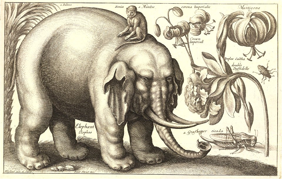 Wenceslas Hollar - Elephant and flowers (State 2)