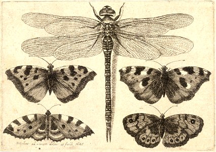 Wenceslas Hollar - Dragonfly and four butterflies. Free illustration for personal and commercial use.