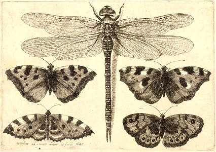 Wenceslas Hollar - Dragonfly and four butterflies