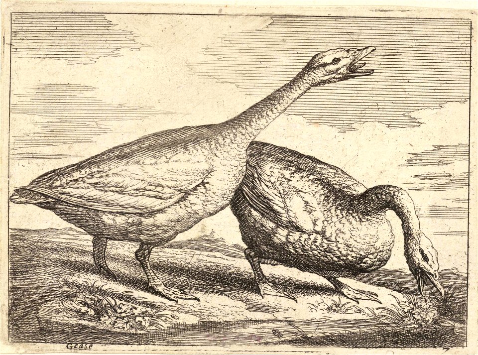Wenceslas Hollar - Geese