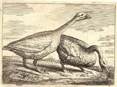 Wenceslas Hollar - Geese. Free illustration for personal and commercial use.