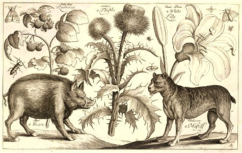 Wenceslas Hollar - Boar and mastiff. Free illustration for personal and commercial use.