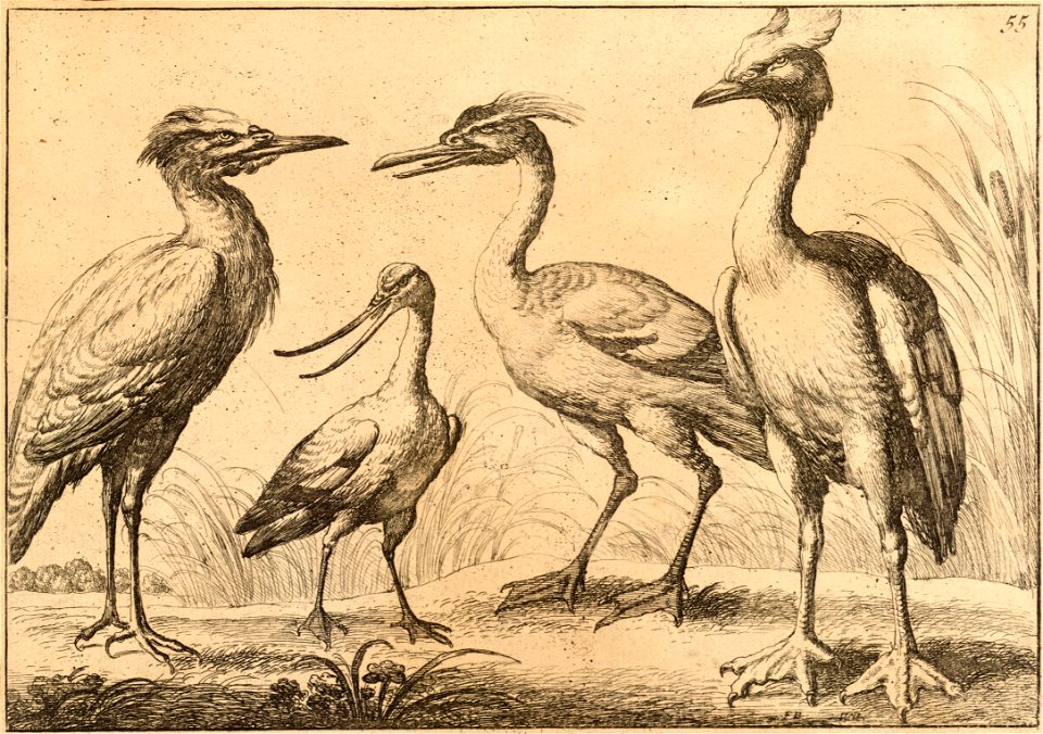 Wenceslas Hollar - Four wading birds (State 2)