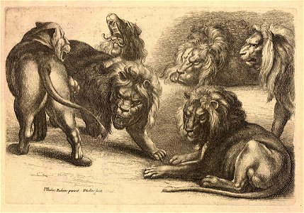 Wenceslas Hollar - Five lions and a lioness, after Rubens
