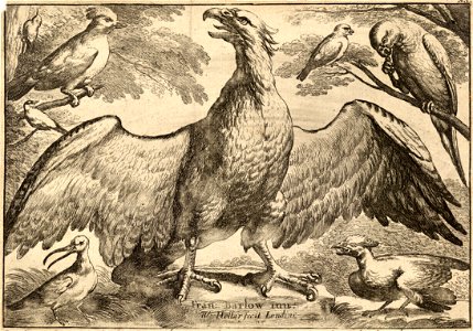 Wenceslas Hollar - Eagle (State 5)