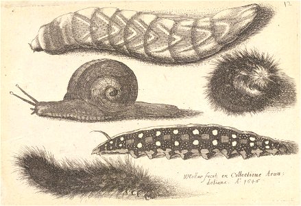 Wenceslas Hollar - Four caterpillars and a snail (State 3)