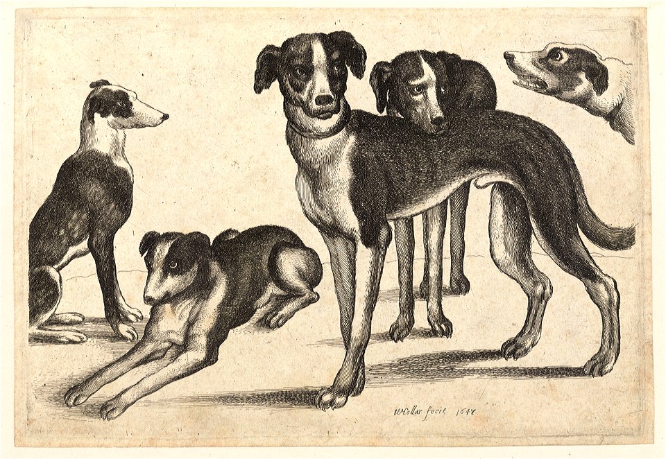 Wenceslas Hollar - Five hounds