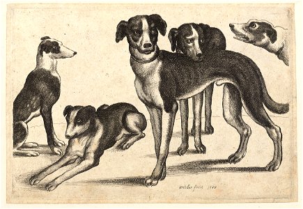 Wenceslas Hollar - Five hounds. Free illustration for personal and commercial use.