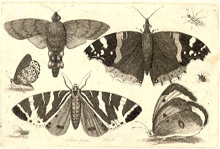 Wenceslas Hollar - Five butterflies, two beetles, and a fly