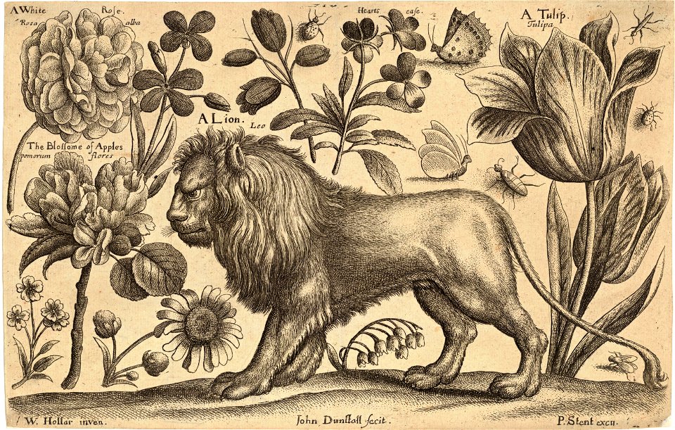 Wenceslas Hollar - Lion and tulip