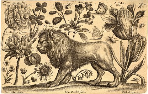 Wenceslas Hollar - Lion and tulip. Free illustration for personal and commercial use.