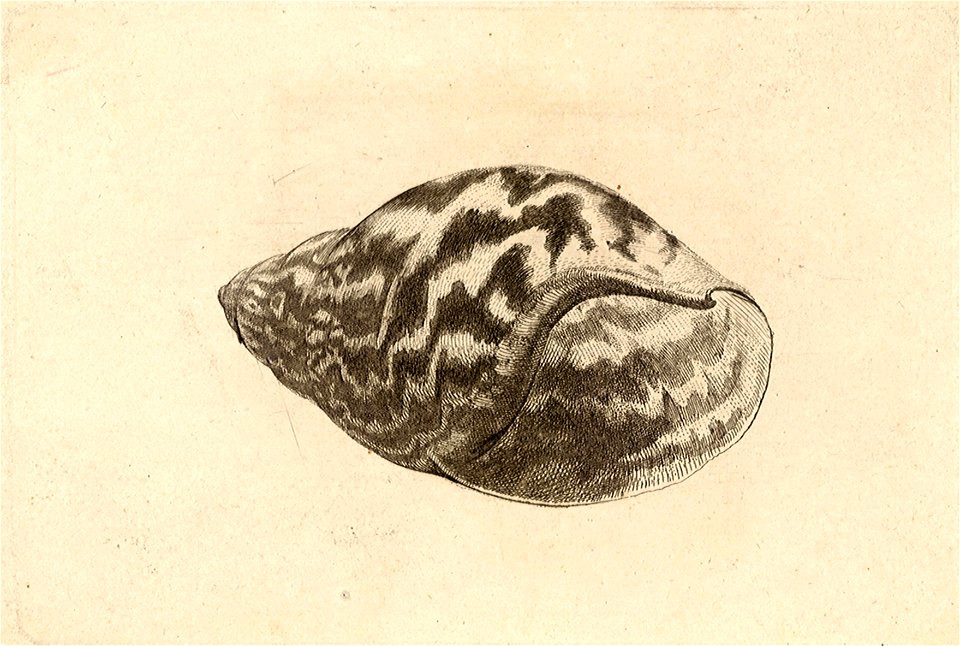 Wenceslas Hollar - Achatina achatina