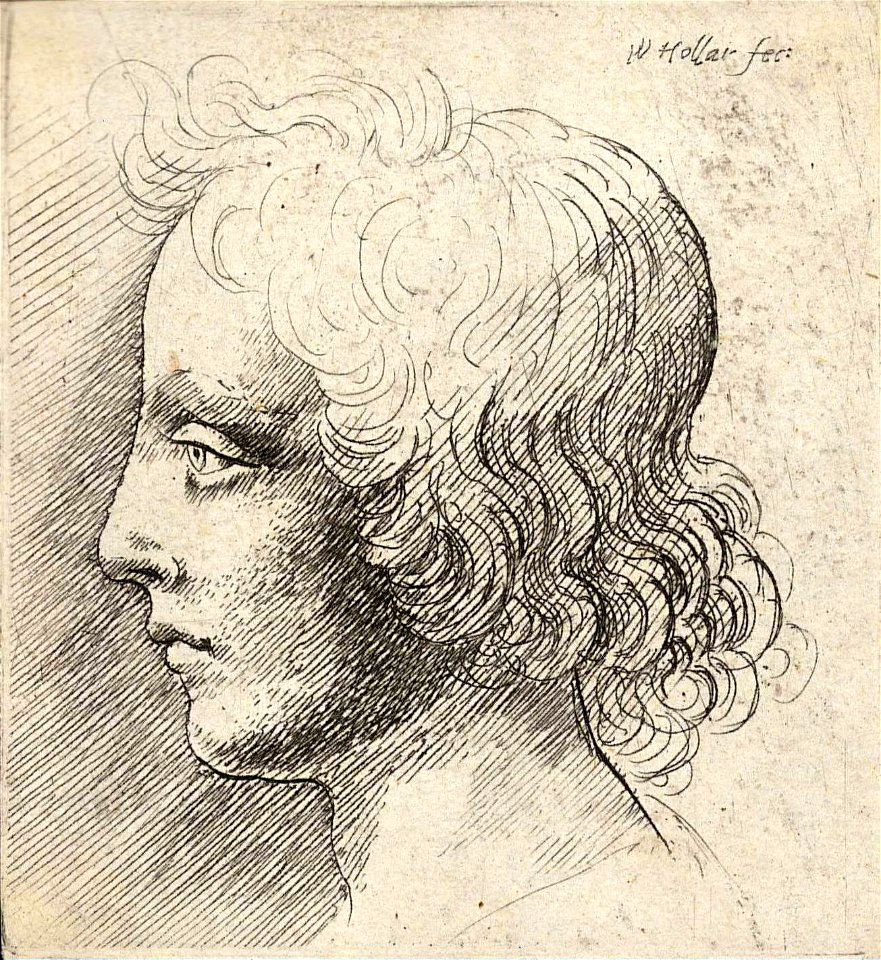 Wenceslas Hollar - Head of young man 2