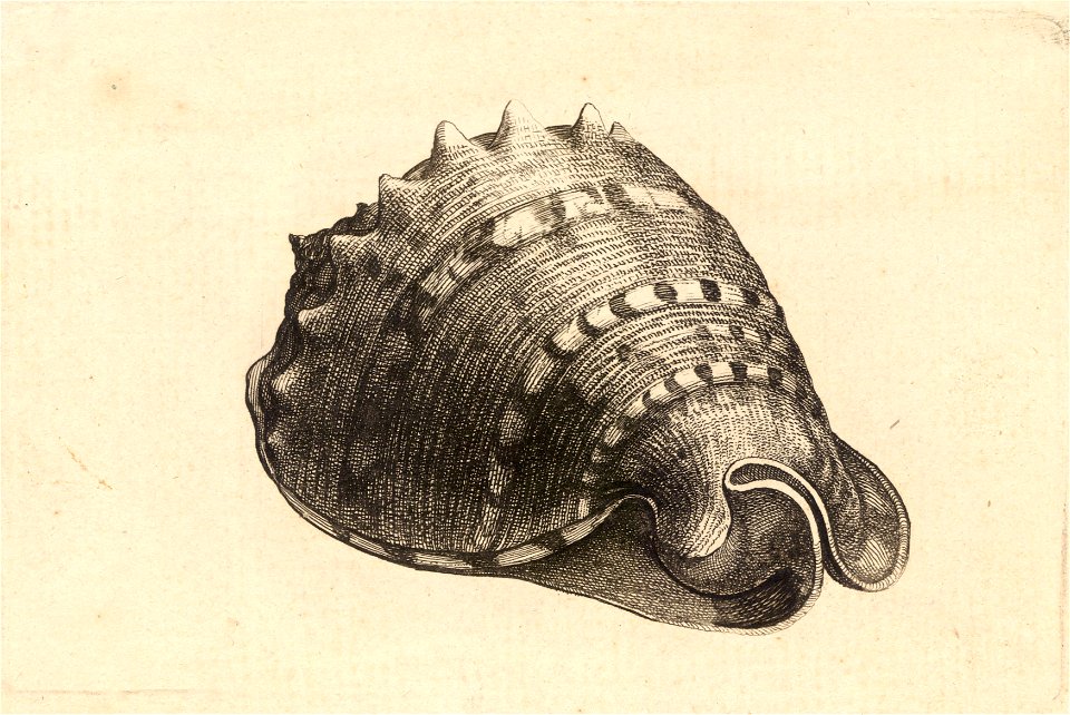Wenceslas Hollar - Cassis cornuta