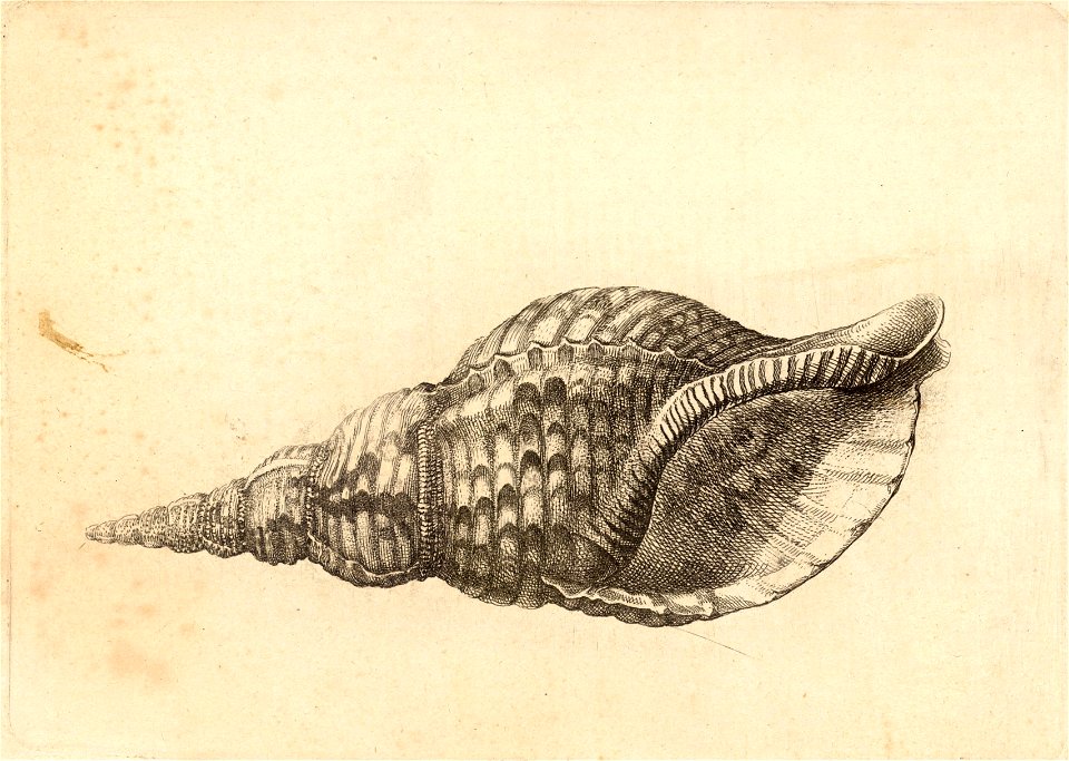 Wenceslas Hollar - Charonia tritonis